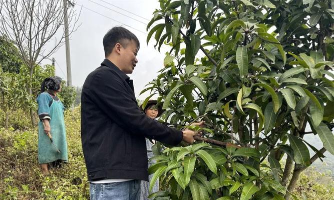 芒果种子栽培：有哪些技术要点？