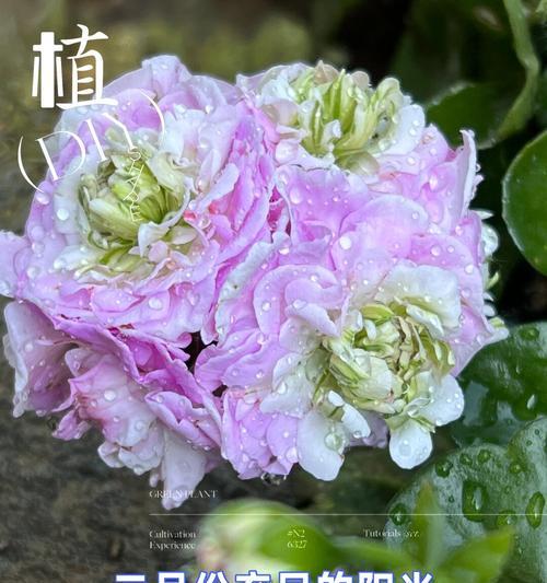 大花球天竺葵的养护要点是什么？