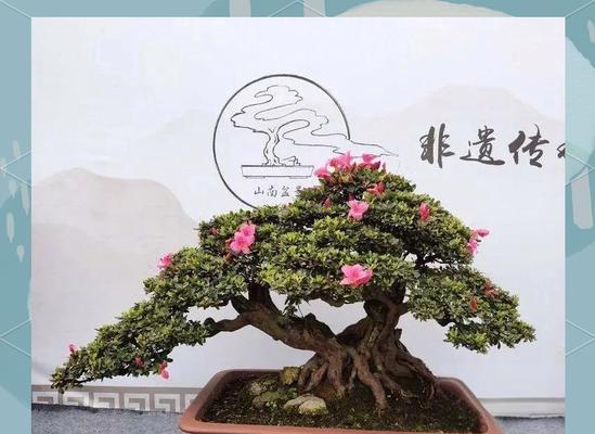 开花杜鹃盆景的养护方法是什么？