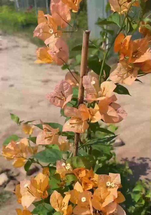 三角梅花苞期浇水技巧是什么？