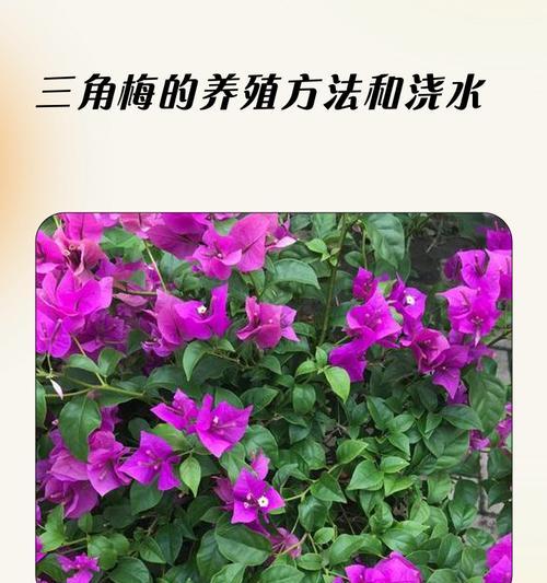 三角梅花苞期浇水技巧是什么？