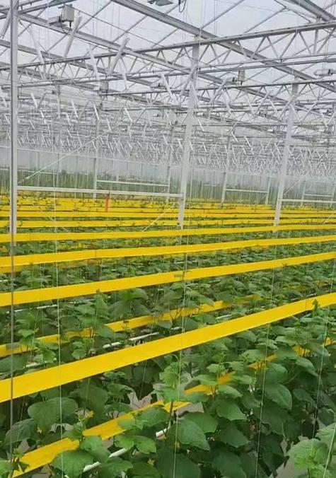 黄瓜低垄单行栽培有哪些要点？