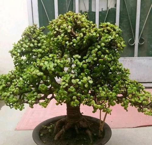 提根器浇水的正确操作步骤是什么？