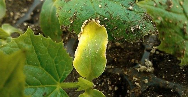 下雨天黄瓜苗期叶子发黄的解决方法是什么？