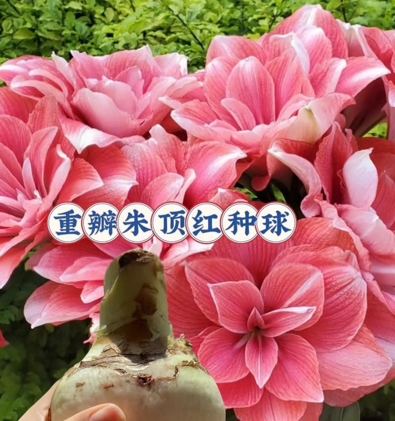 朱顶红什么球能种？朱顶红种植球的选择方法是什么？