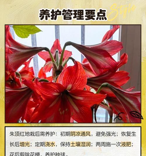 朱顶红什么球能种？朱顶红种植球的选择方法是什么？