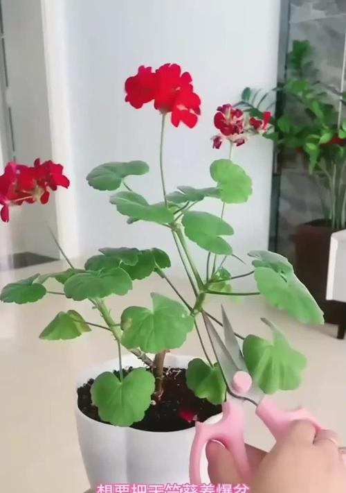 天竺葵黑玫瑰打顶的最佳时机是什么时候？