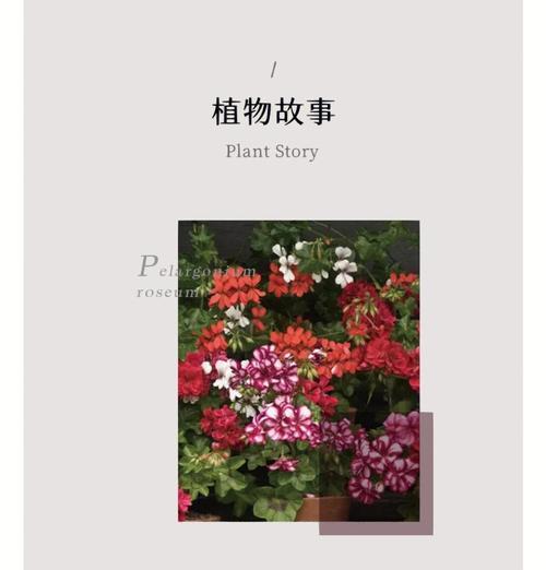 天竺葵黑玫瑰打顶的最佳时机是什么时候？