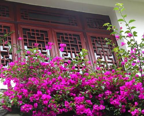 室外阳台适合种植哪些花卉？