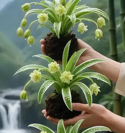 室外阳台适合种植哪些花卉？