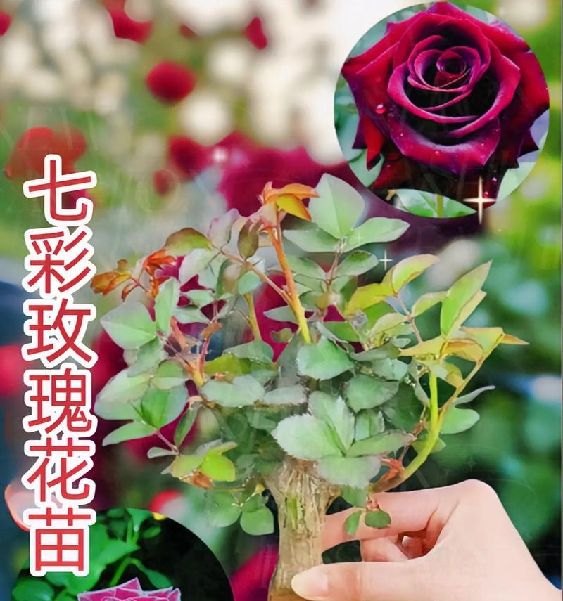 月季阳台花苗的养护要点是什么？