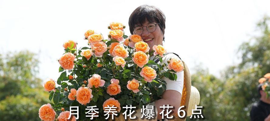 月季阳台花苗的养护要点是什么？