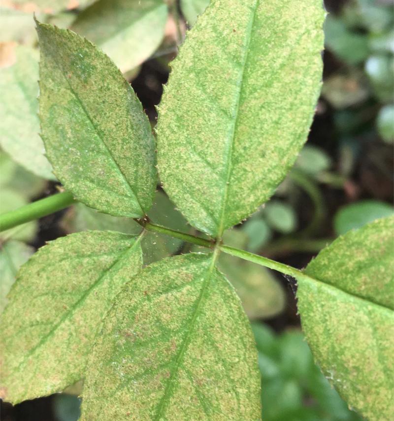 梅雨季节月季黄叶的处理方法是什么？
