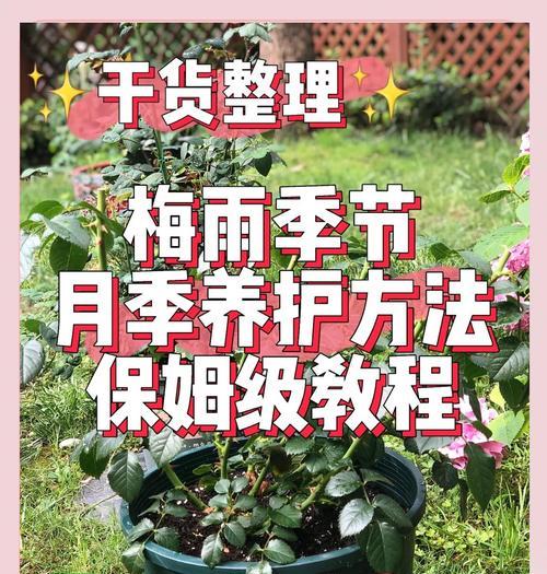 梅雨季节月季黄叶的处理方法是什么？