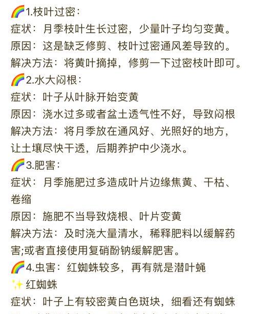梅雨季节月季黄叶的处理方法是什么？