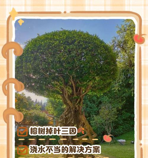 细榕树叶子发黄的原因及解决方法是什么？