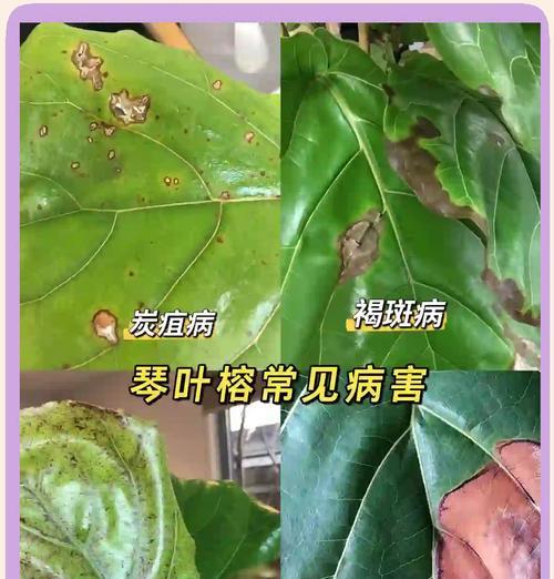 细榕树叶子发黄的原因及解决方法是什么？