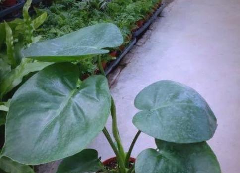 家庭常见的观赏植物有哪些？它们的养护要点是什么？