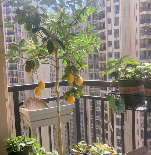 适合露台种植的树木有哪些？