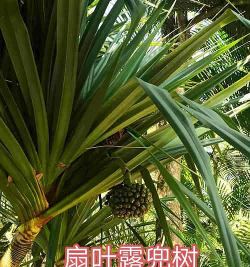 适合露台种植的树木有哪些？