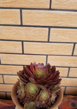 黄锦盆景如何浇水施肥？正确的浇水施肥方法是什么？