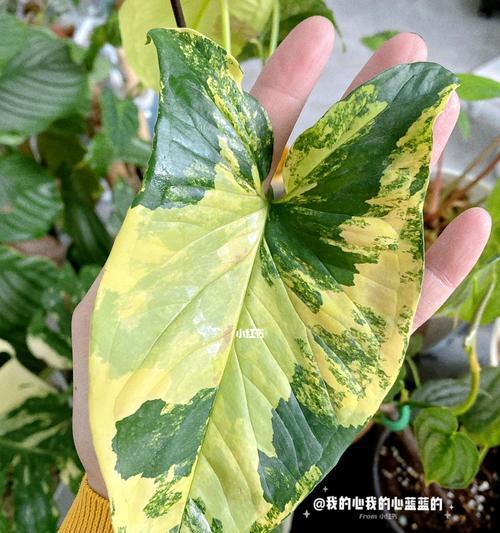 黄锦盆景如何浇水施肥？正确的浇水施肥方法是什么？