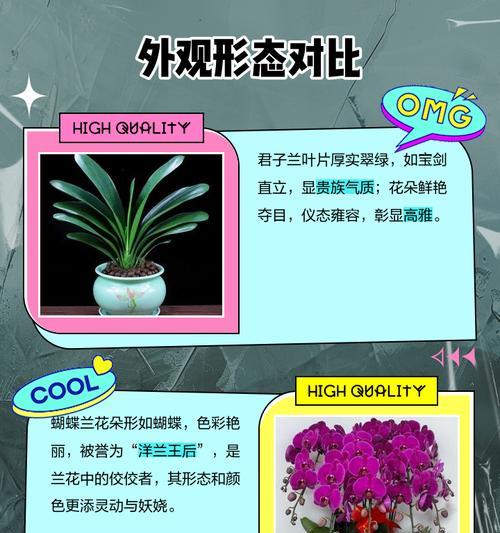 君子兰叶面擦拭的最佳用水是什么？