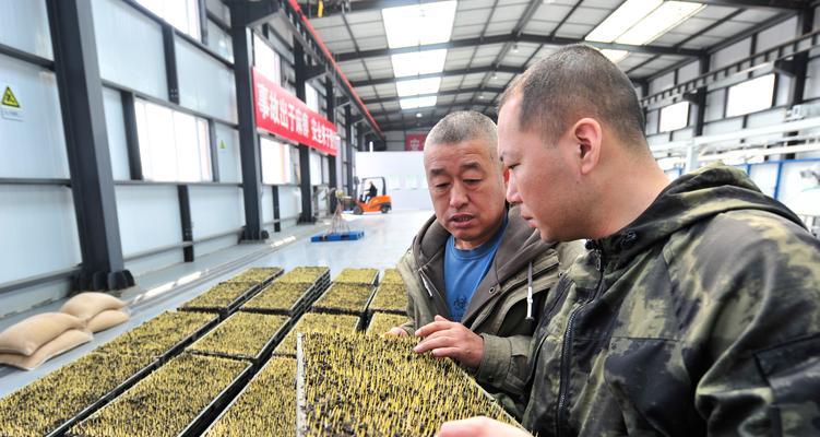 稻苗浇水的新技术有哪些？