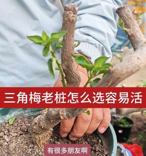 三角梅小老根桩的养护方法是什么？