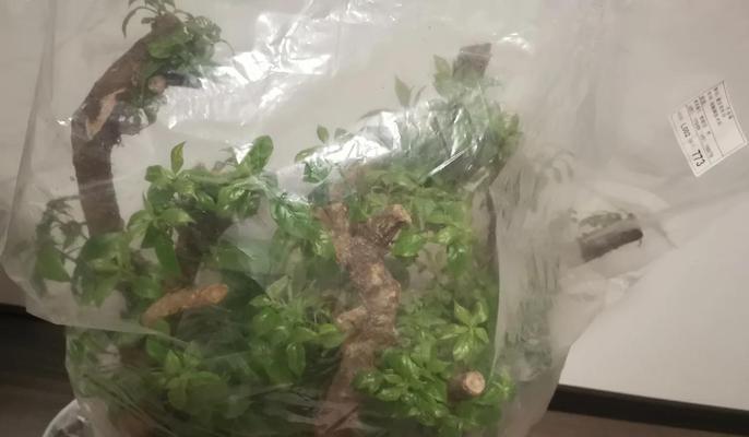 三角梅小老根桩的养护方法是什么？