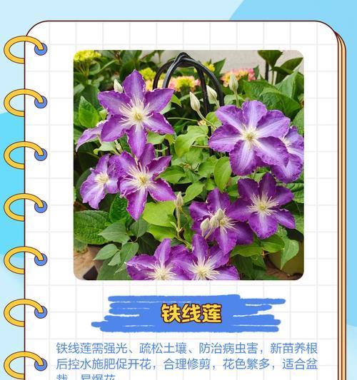 铁线莲快速爬藤的技巧是什么？如何促进铁线莲藤蔓生长？