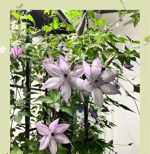 铁线莲快速爬藤的技巧是什么？如何促进铁线莲藤蔓生长？