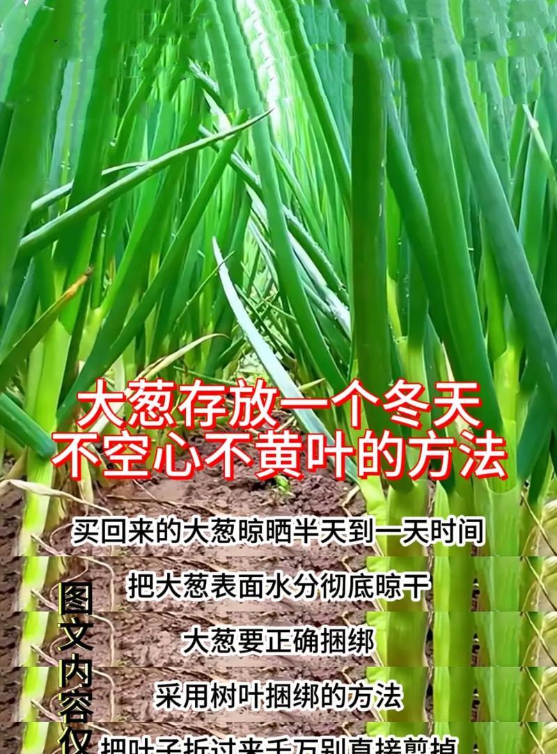 大葱南方播种最佳时间是什么时候？