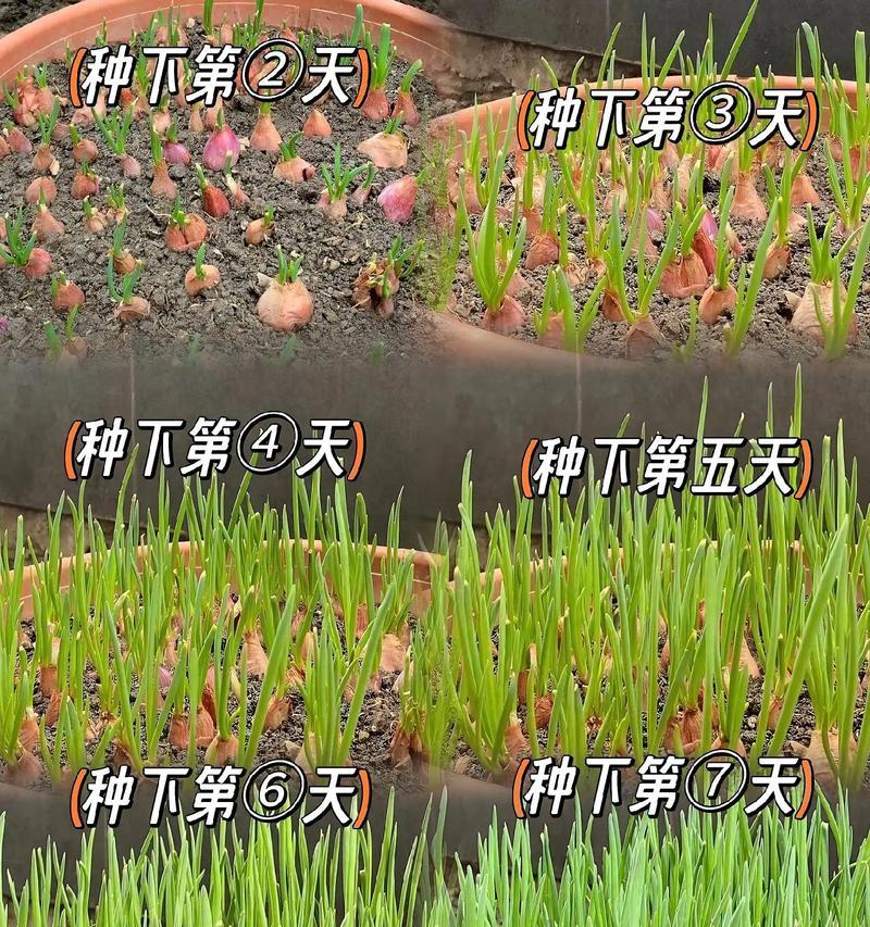 大葱南方播种最佳时间是什么时候？