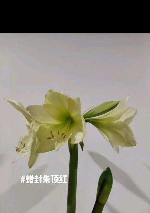 柠檬冰糕颜色朱顶红的含义是什么？