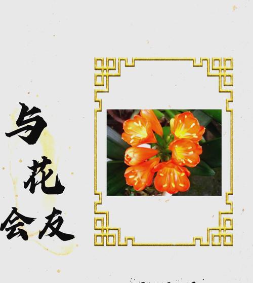 君子兰的花语有哪些含义？