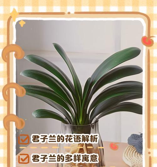 君子兰的花语有哪些含义？