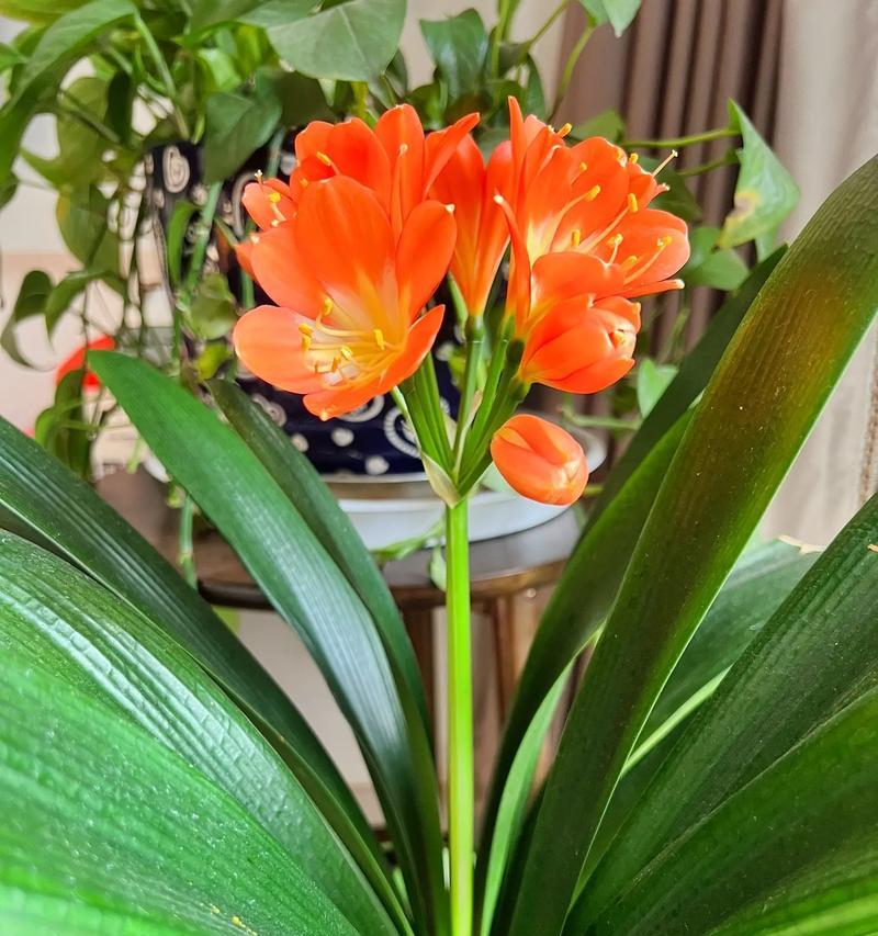 君子兰的花语有哪些含义？