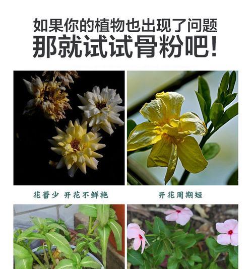 自制钙磷水肥料的方法是什么？有什么好处？