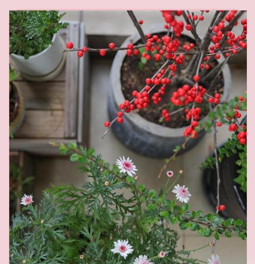 楼顶阳台适合养哪些花？