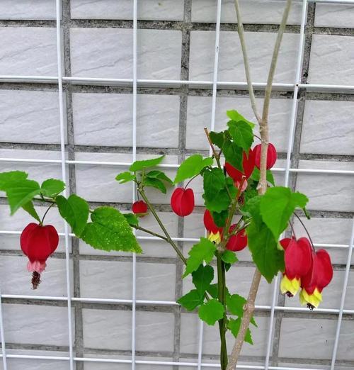 楼顶阳台适合养哪些花？