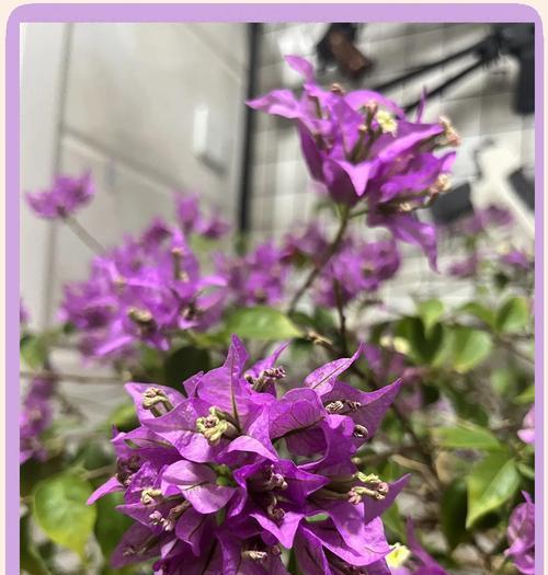 养大的花叶子发黄怎么办？有哪些可能的原因和解决方法？