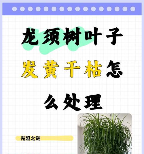 养大的花叶子发黄怎么办？有哪些可能的原因和解决方法？