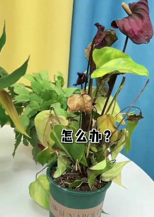 养大的花叶子发黄怎么办？有哪些可能的原因和解决方法？