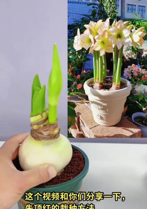 朱顶红哪种品种根系发达？如何促进生长？