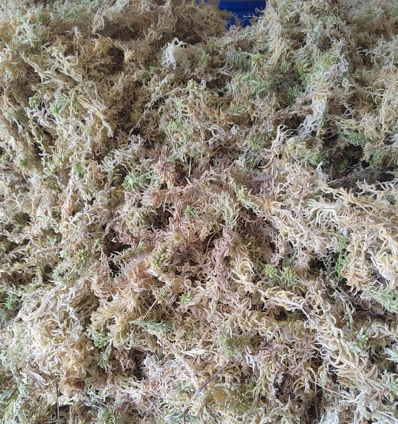 海花草栽培的关键技术要点是什么？