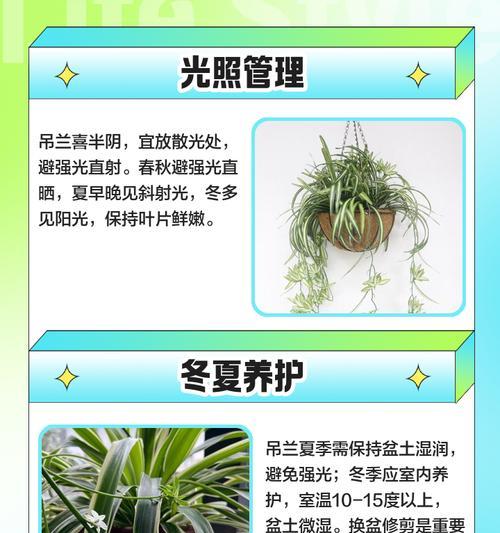 吊兰叶子发黄枯萎怎么办？有效处理方法有哪些？