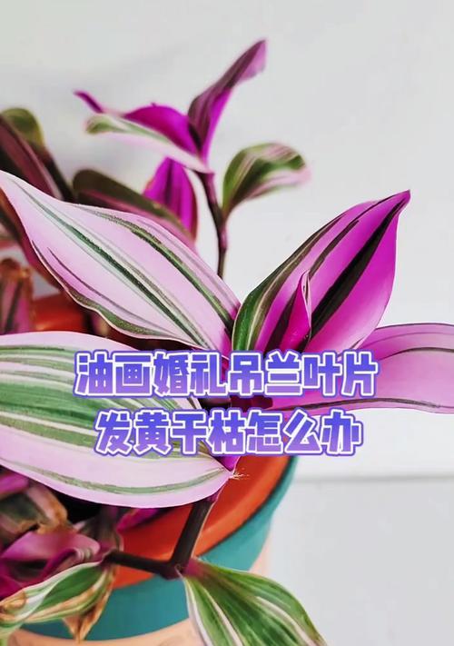 吊兰叶子发黄枯萎怎么办？有效处理方法有哪些？