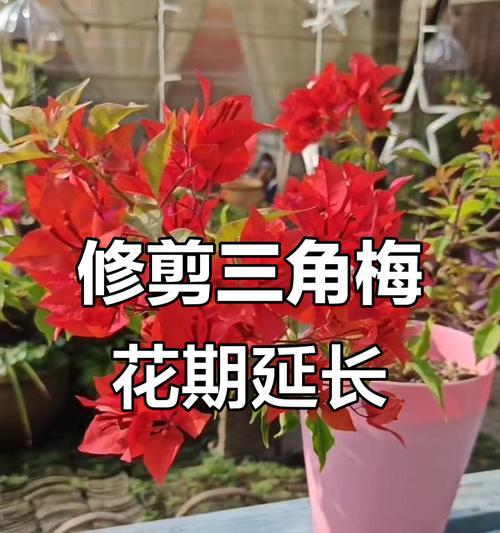 三角梅剪刺促花的正确方法是什么？