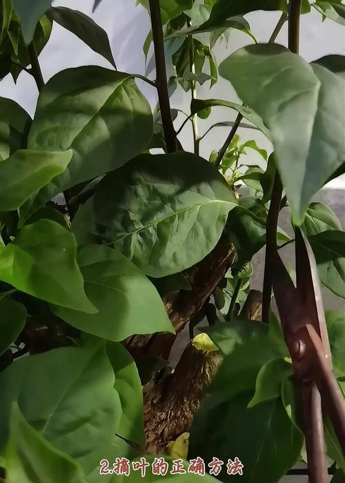 三角梅剪刺促花的正确方法是什么？